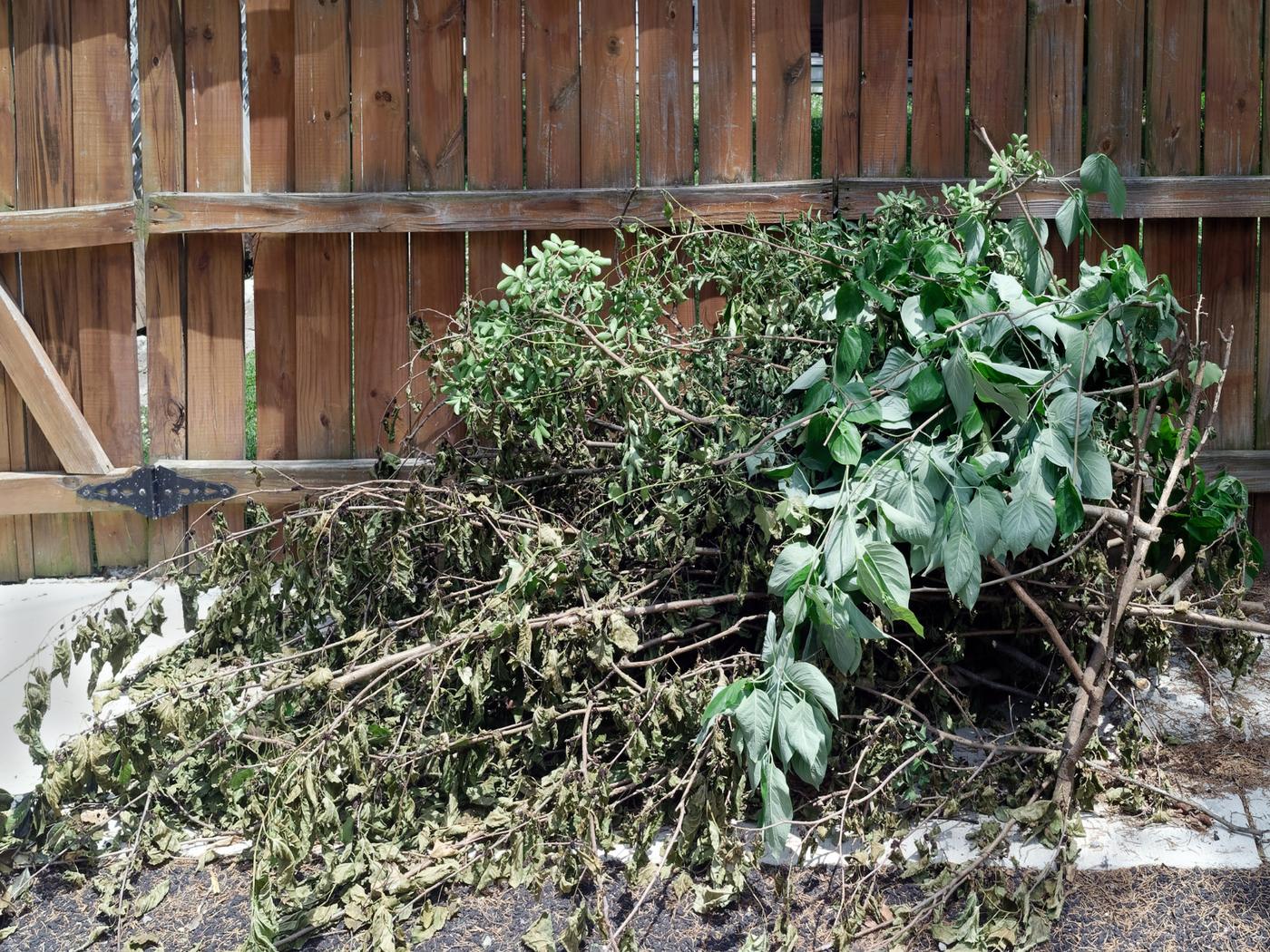 Pile of cut brush and limbs stacked against a wooden fence