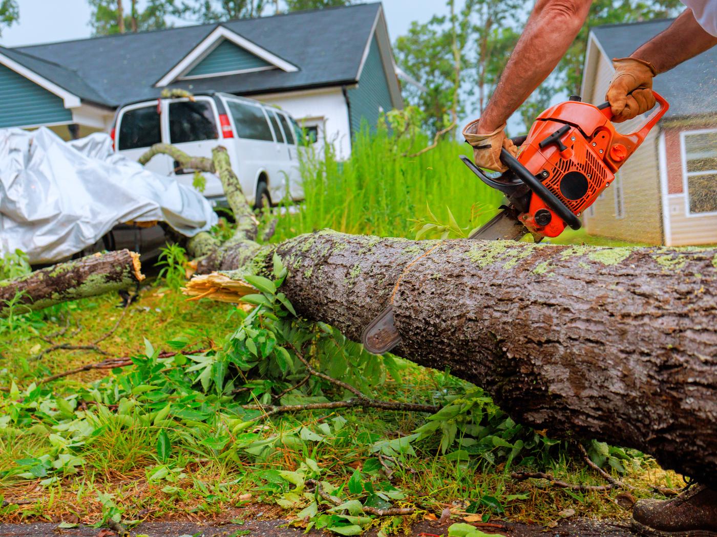 Fallen tree being cut into sections in a residential yard after a storm